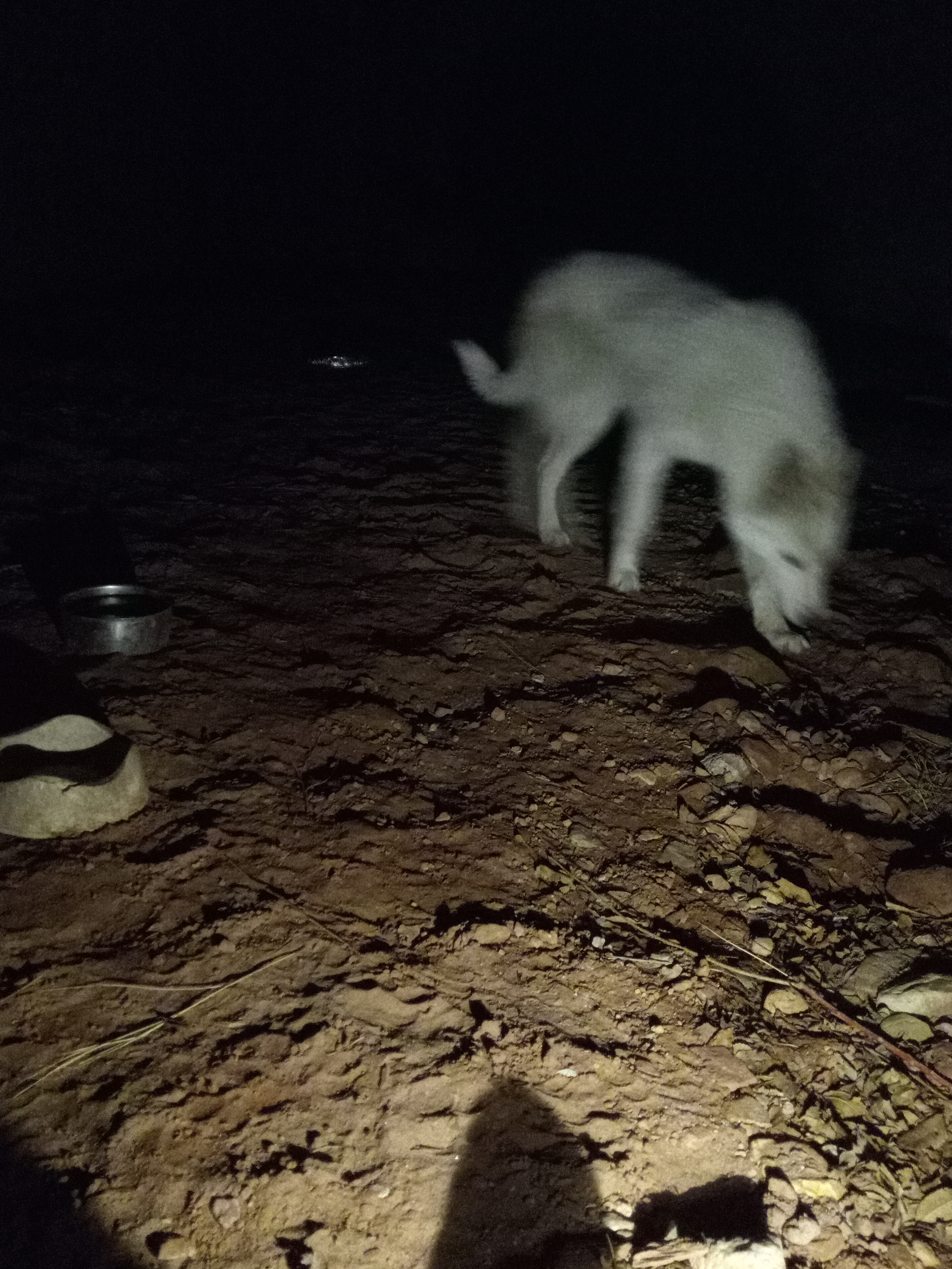 Raw animal camera upload (unprocessed). File: mot-det-20251231-200636.jpg.