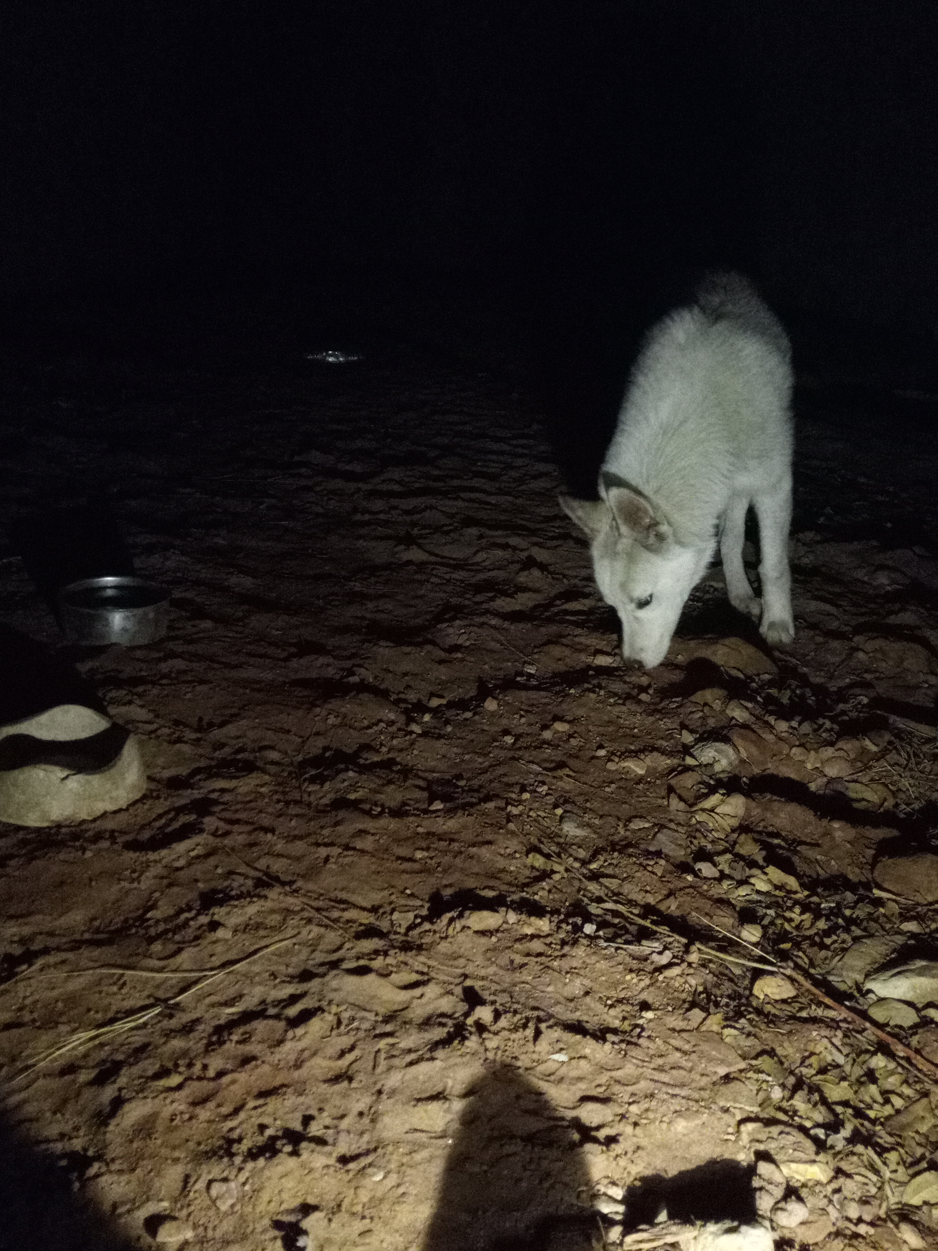 Raw animal camera upload (unprocessed). File: mot-det-20251231-200643.jpg.