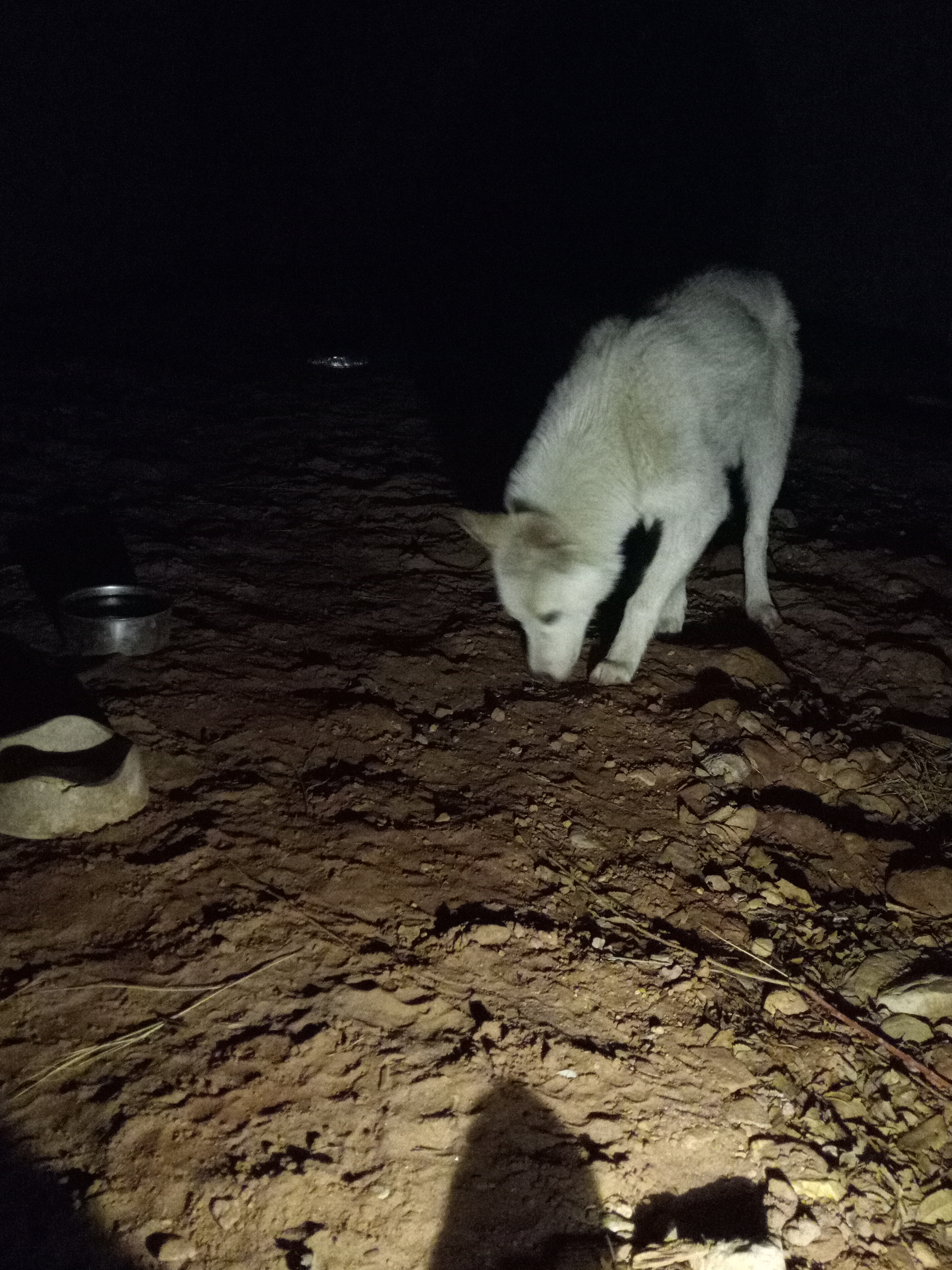 Raw animal camera upload (unprocessed). File: mot-det-20251231-200647.jpg.