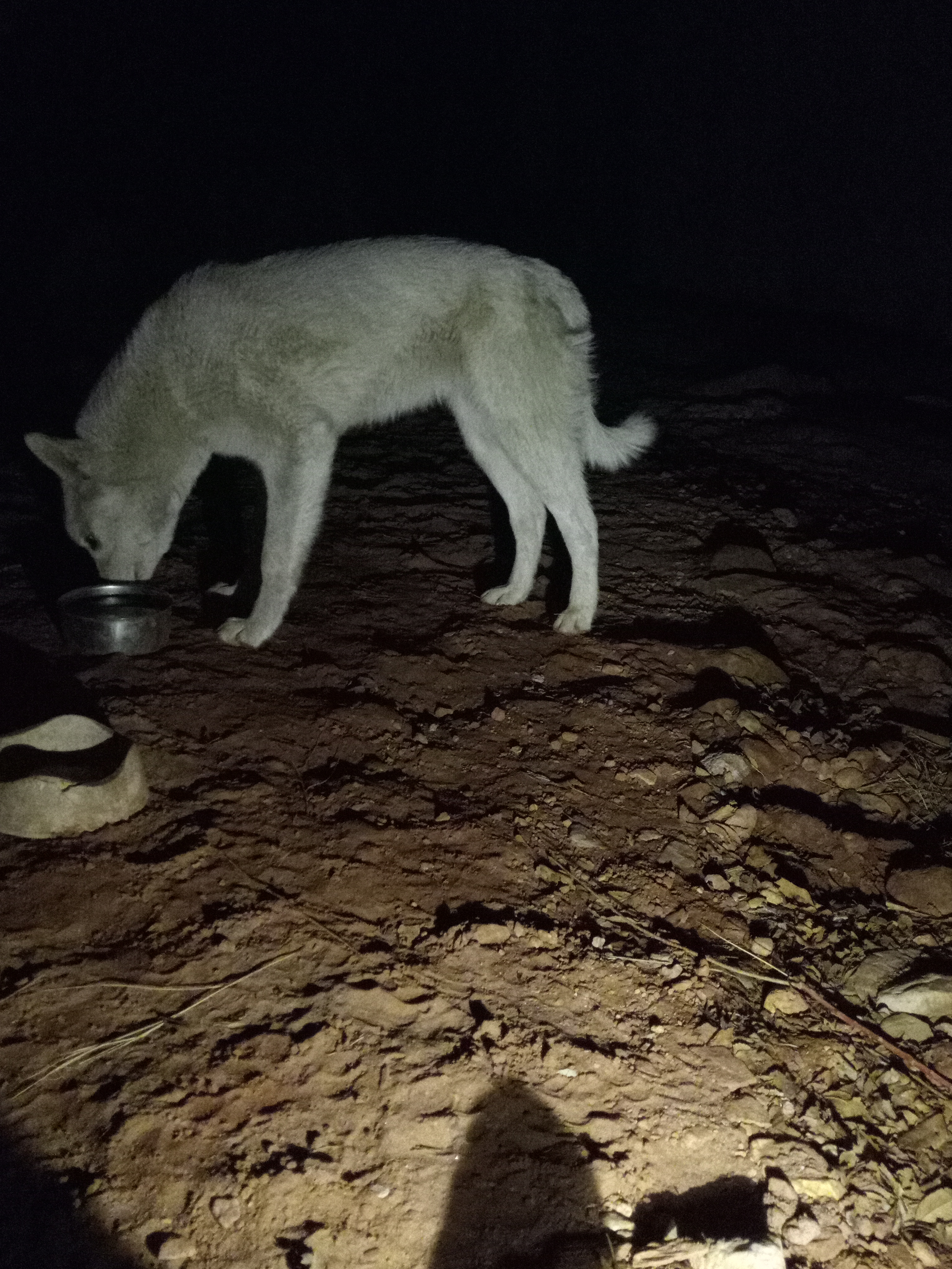 Raw animal camera upload (unprocessed). File: mot-det-20251231-200652.jpg.