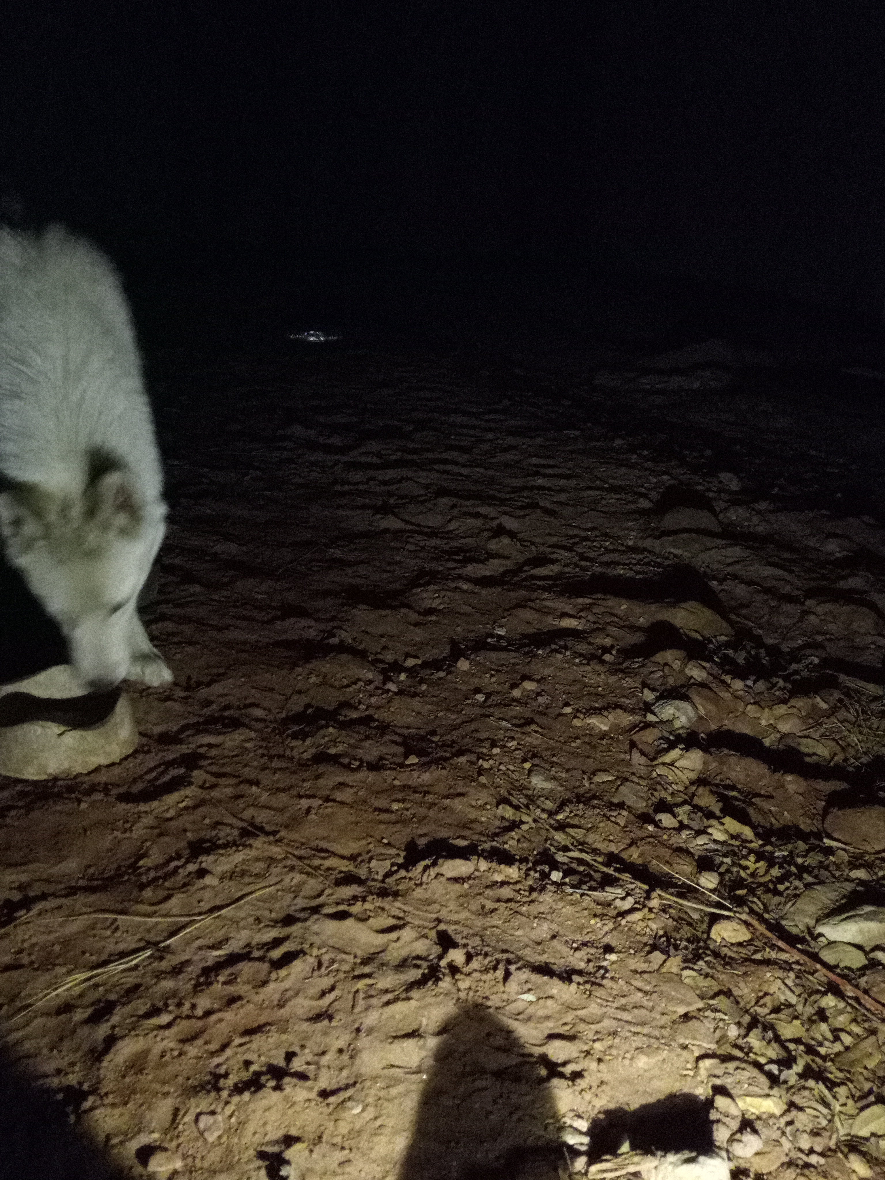 Raw animal camera upload (unprocessed). File: mot-det-20251231-200710.jpg.