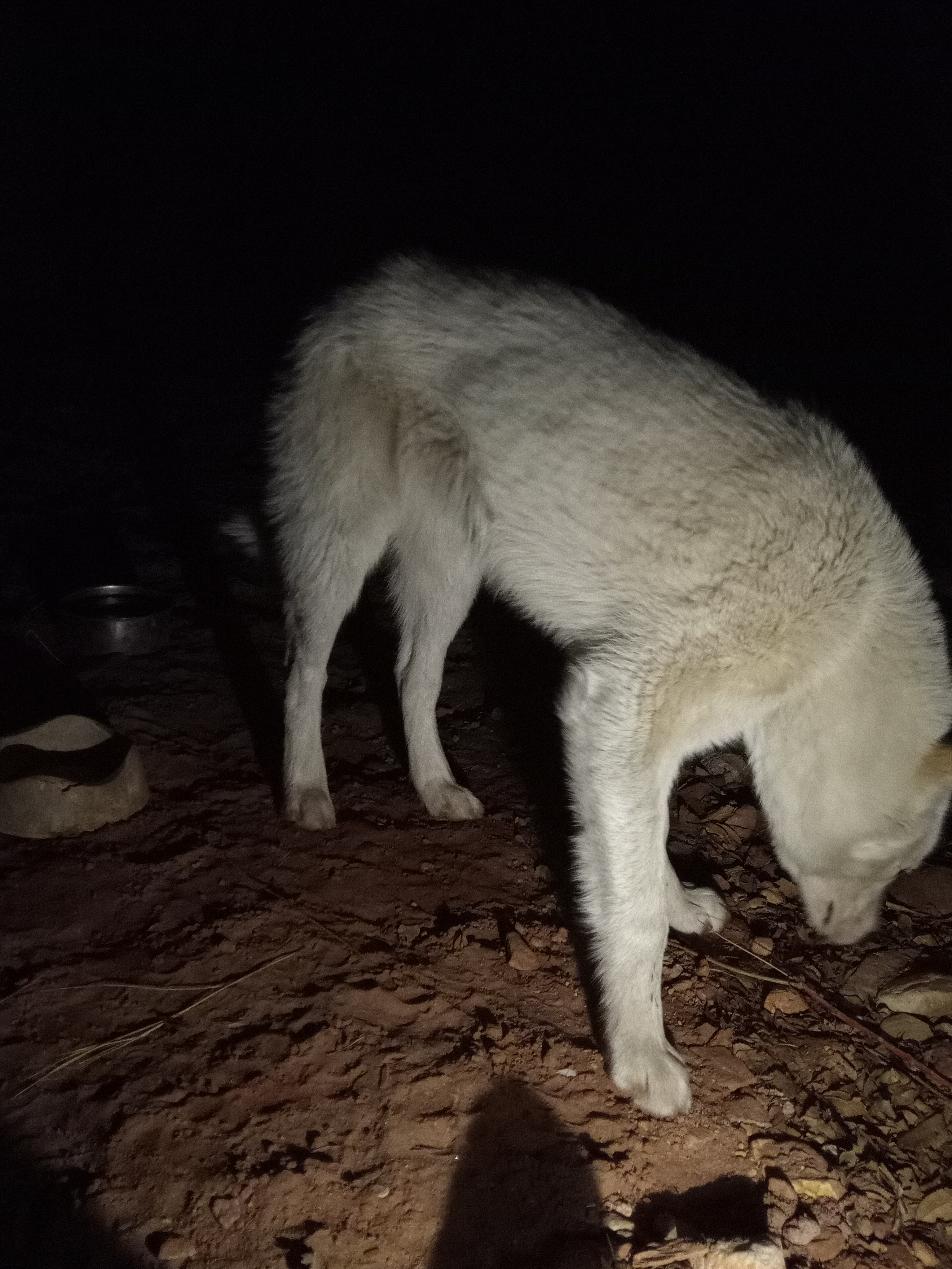 Raw animal camera upload (unprocessed). File: mot-det-20251231-200716.jpg.