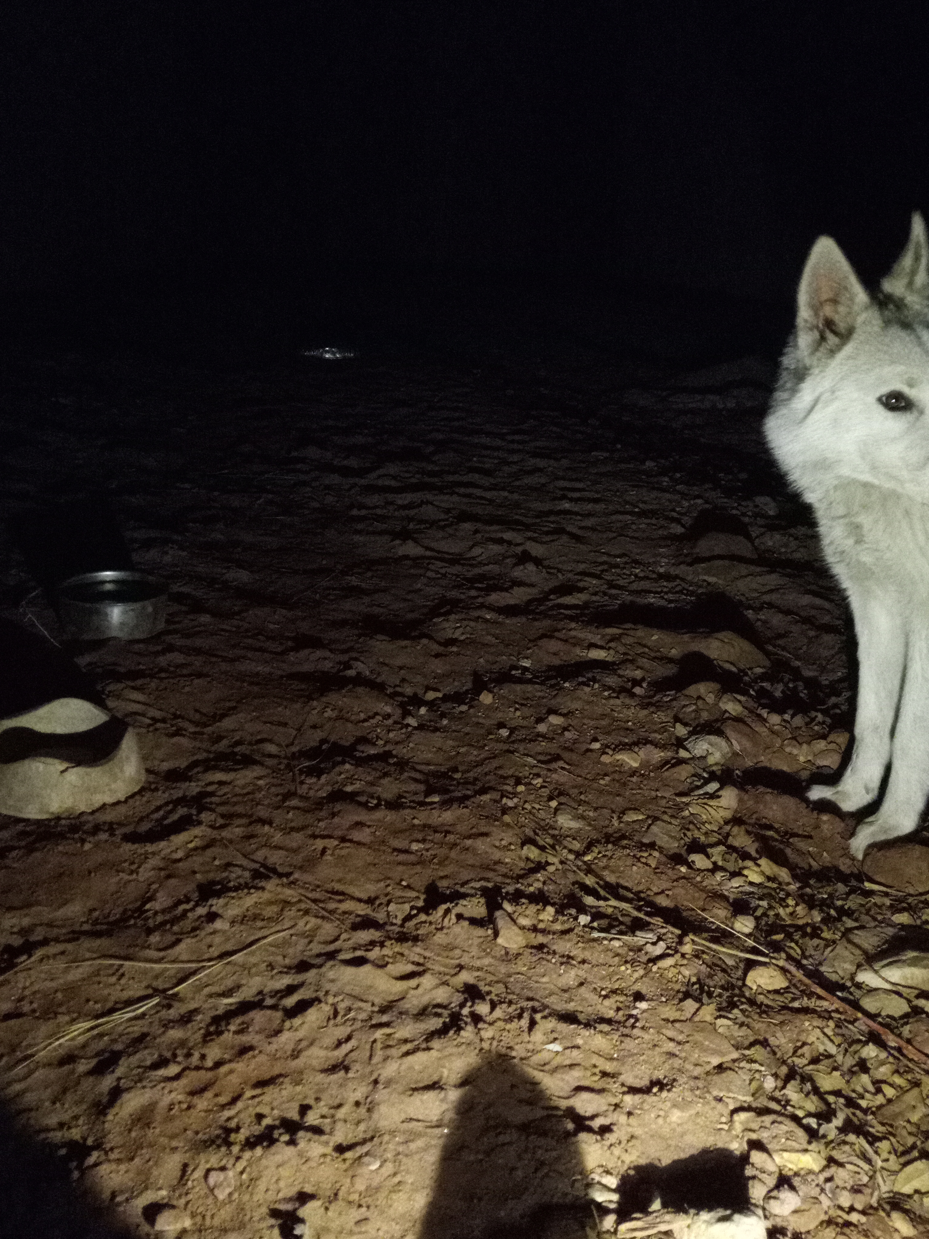 Raw animal camera upload (unprocessed). File: mot-det-20251231-200745.jpg.