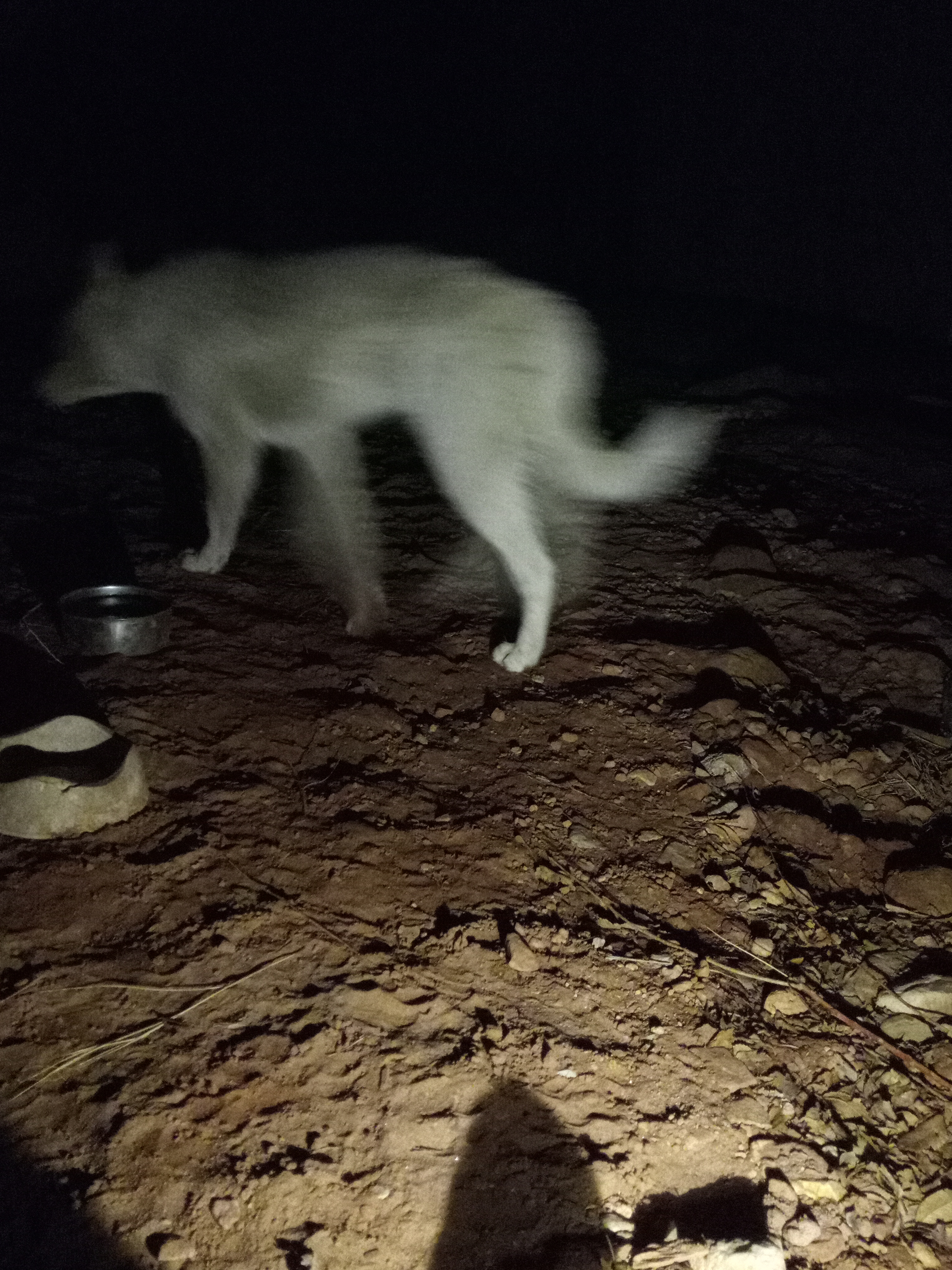 Raw animal camera upload (unprocessed). File: mot-det-20251231-200748.jpg.