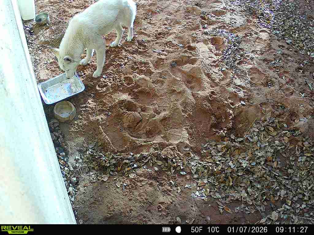 Raw animal camera upload (unprocessed). File: mot-det-20260108-135723-1.jpg.