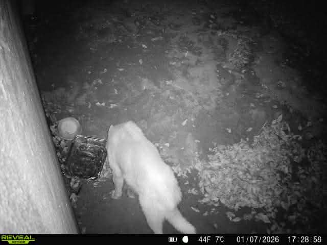 Raw animal camera upload (unprocessed). File: mot-det-20260108-135723-2.jpg.