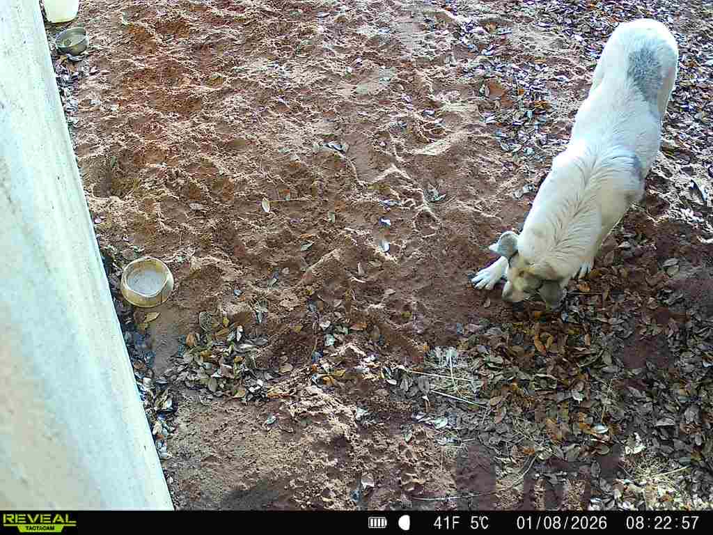 Raw animal camera upload (unprocessed). File: mot-det-20260108-135723-4.jpg.