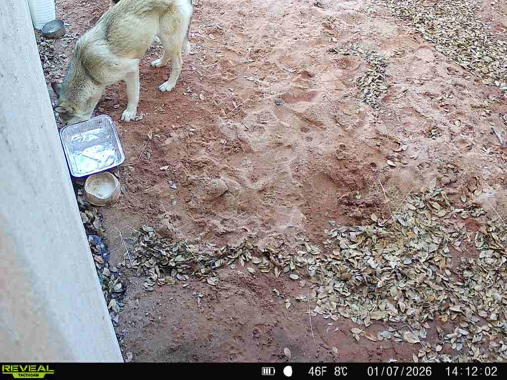 Raw animal camera upload (unprocessed). File: mot-det-20260108-135723-5.jpg.