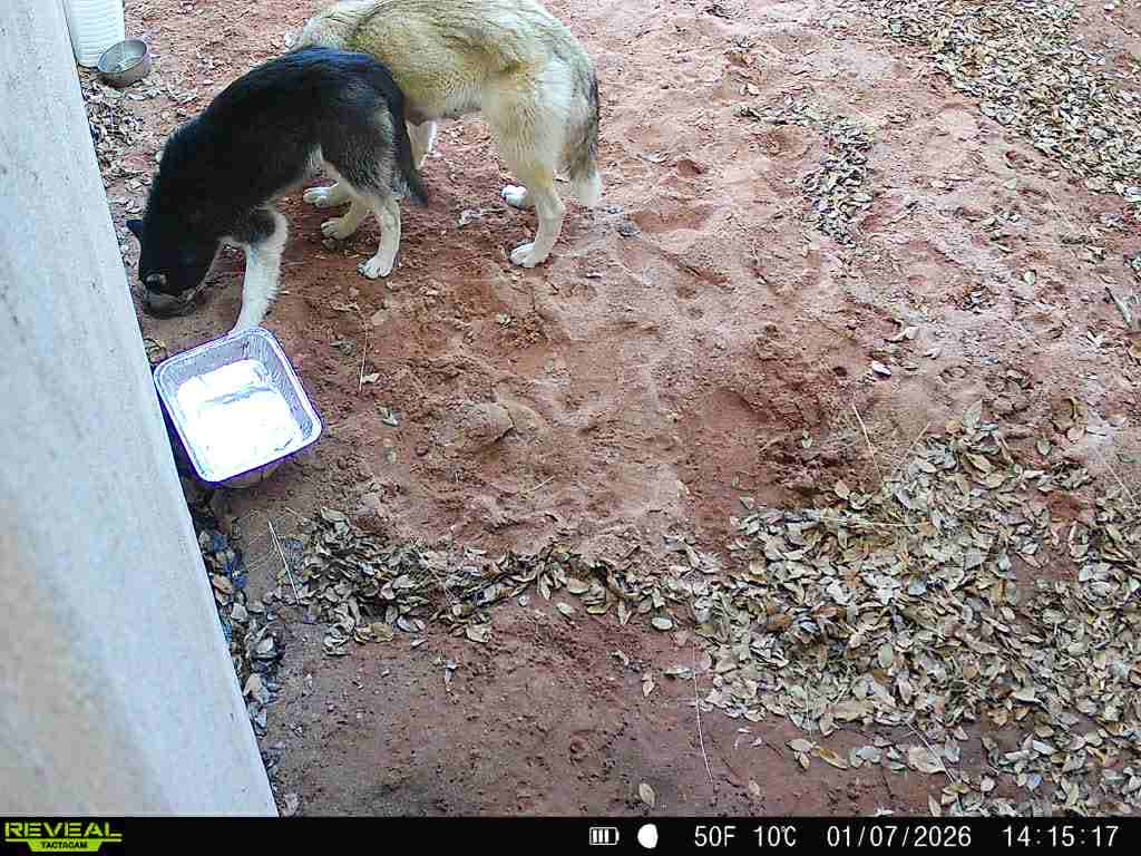 Raw animal camera upload (unprocessed). File: mot-det-20260108-135723.jpg.